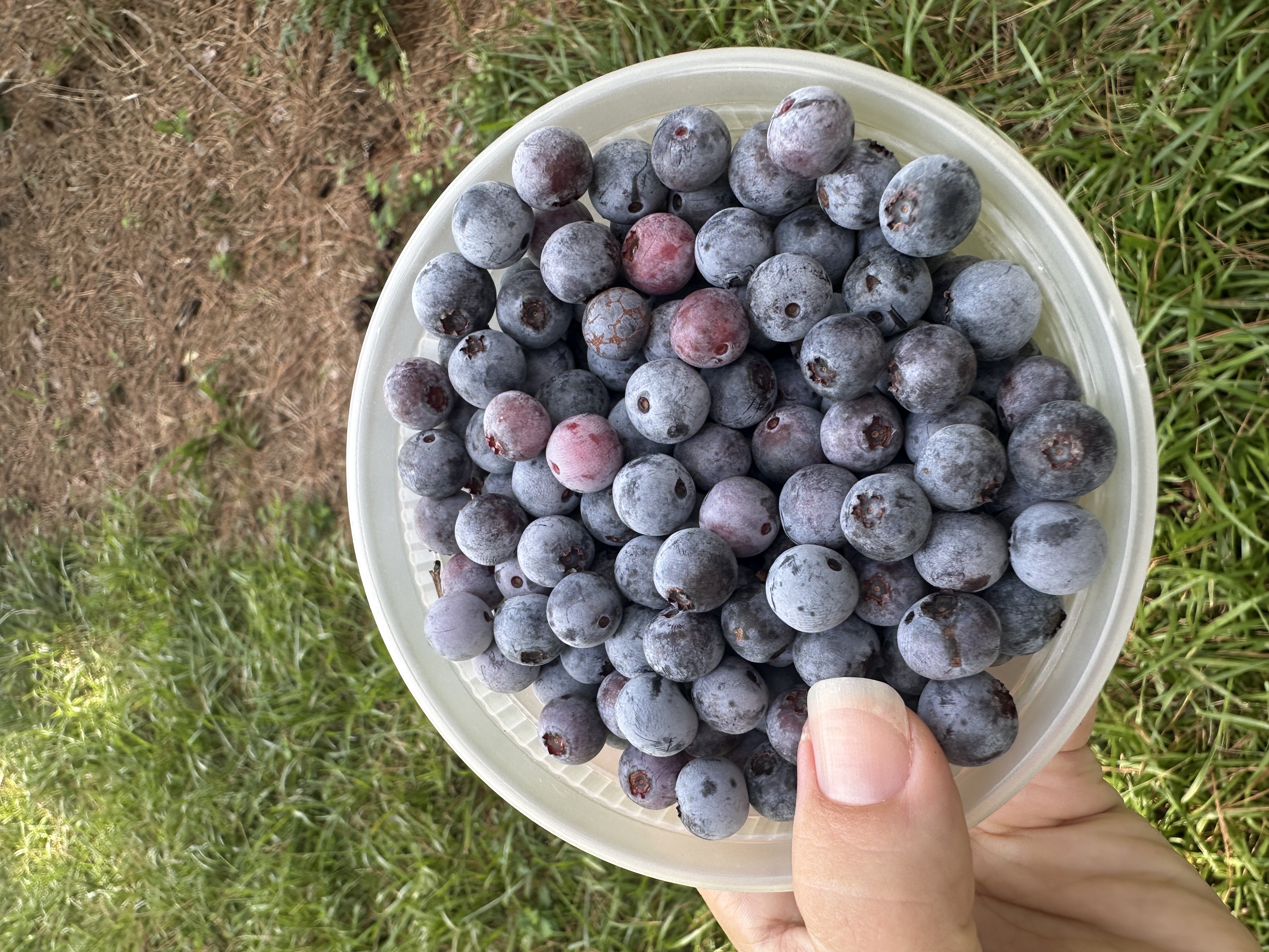 Fruit 25